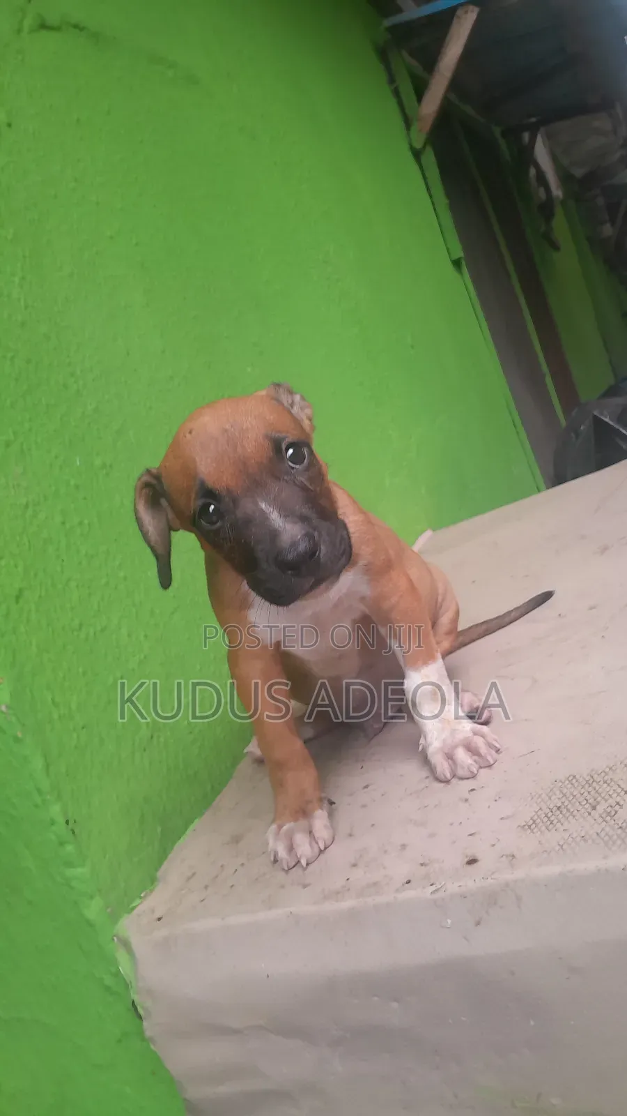 1-3 months Male Purebred Bull Terrier