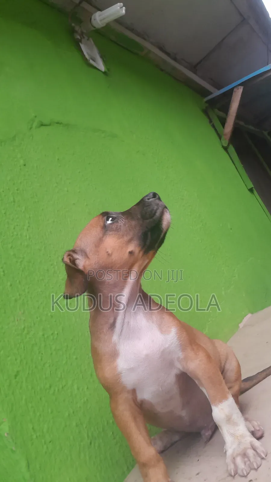 1-3 months Male Purebred Bull Terrier