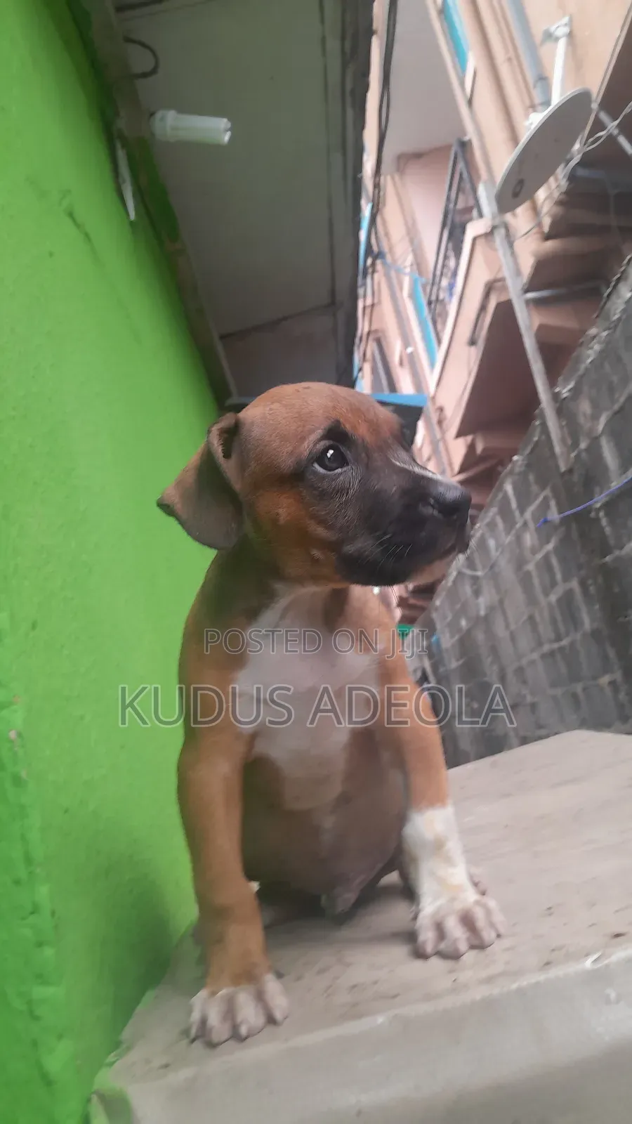 1-3 months Male Purebred Bull Terrier