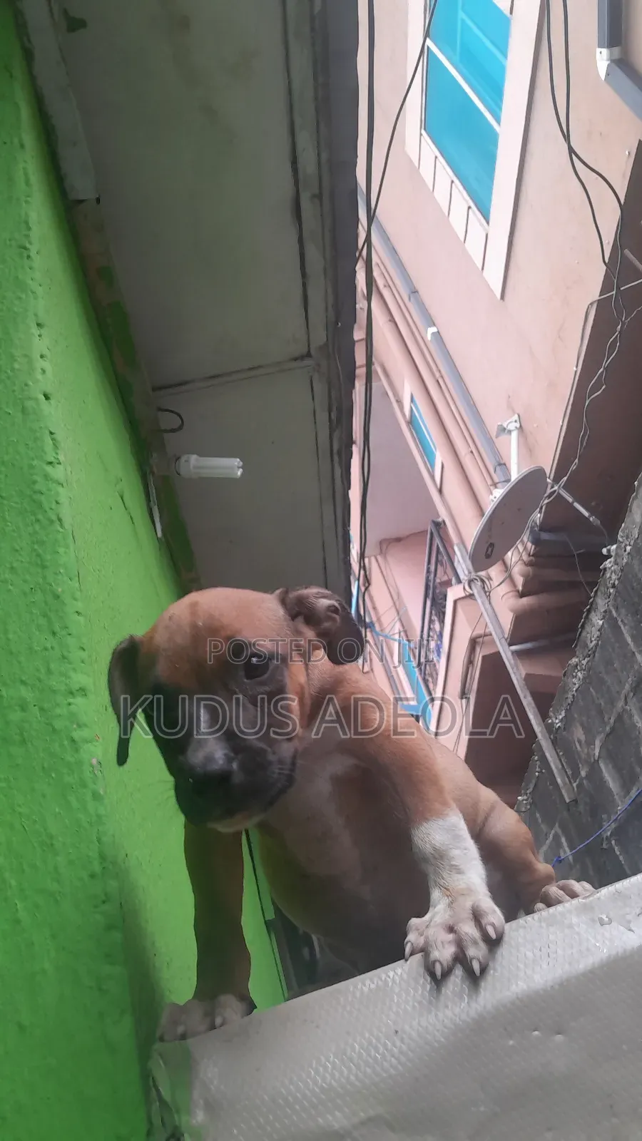 1-3 months Male Purebred Bull Terrier