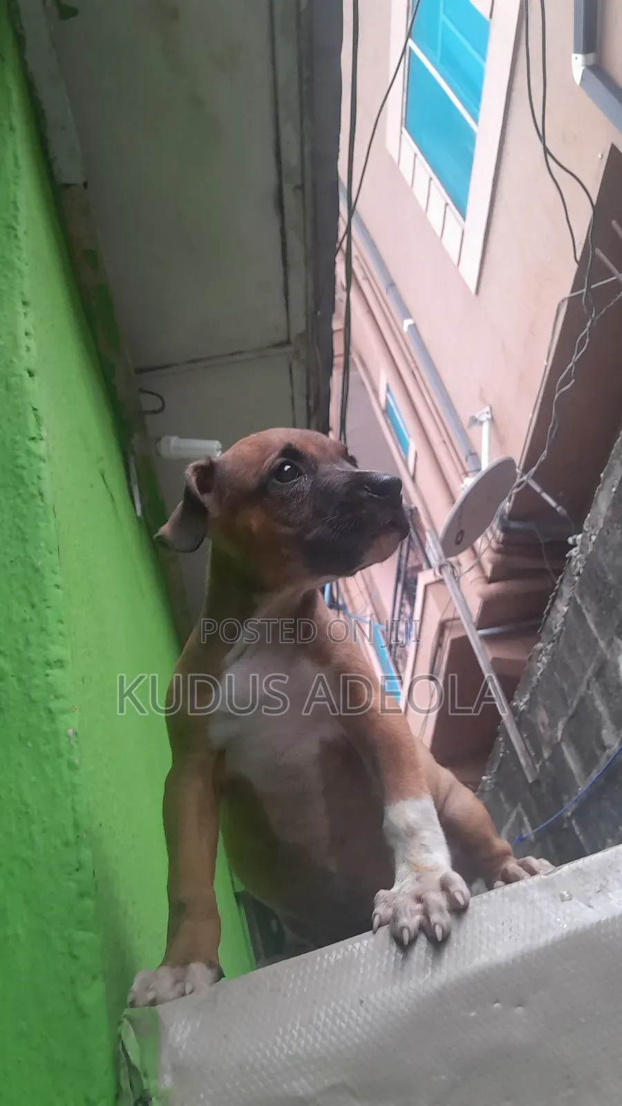 1-3 months Male Purebred Bull Terrier