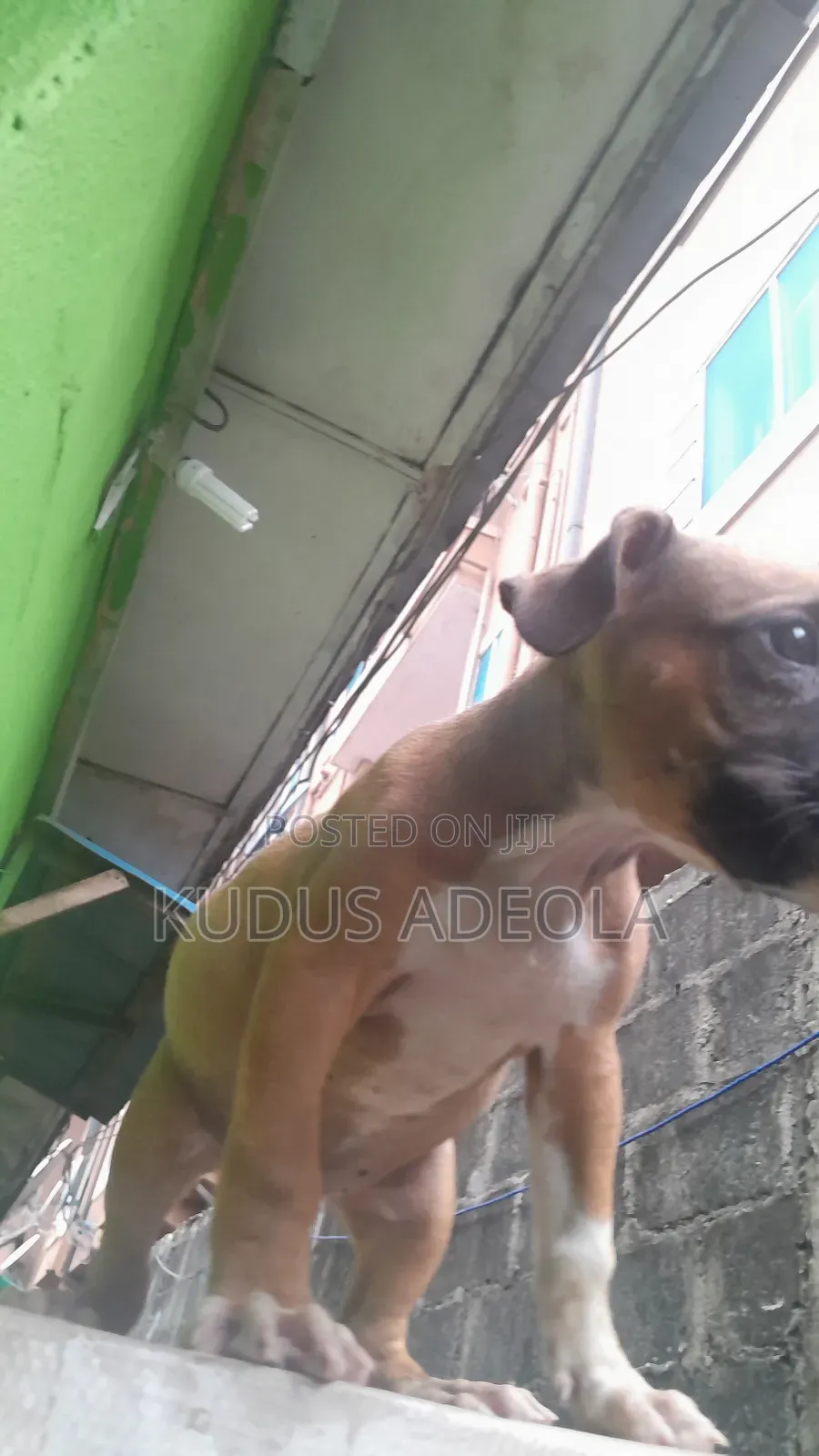 1-3 months Male Purebred Bull Terrier