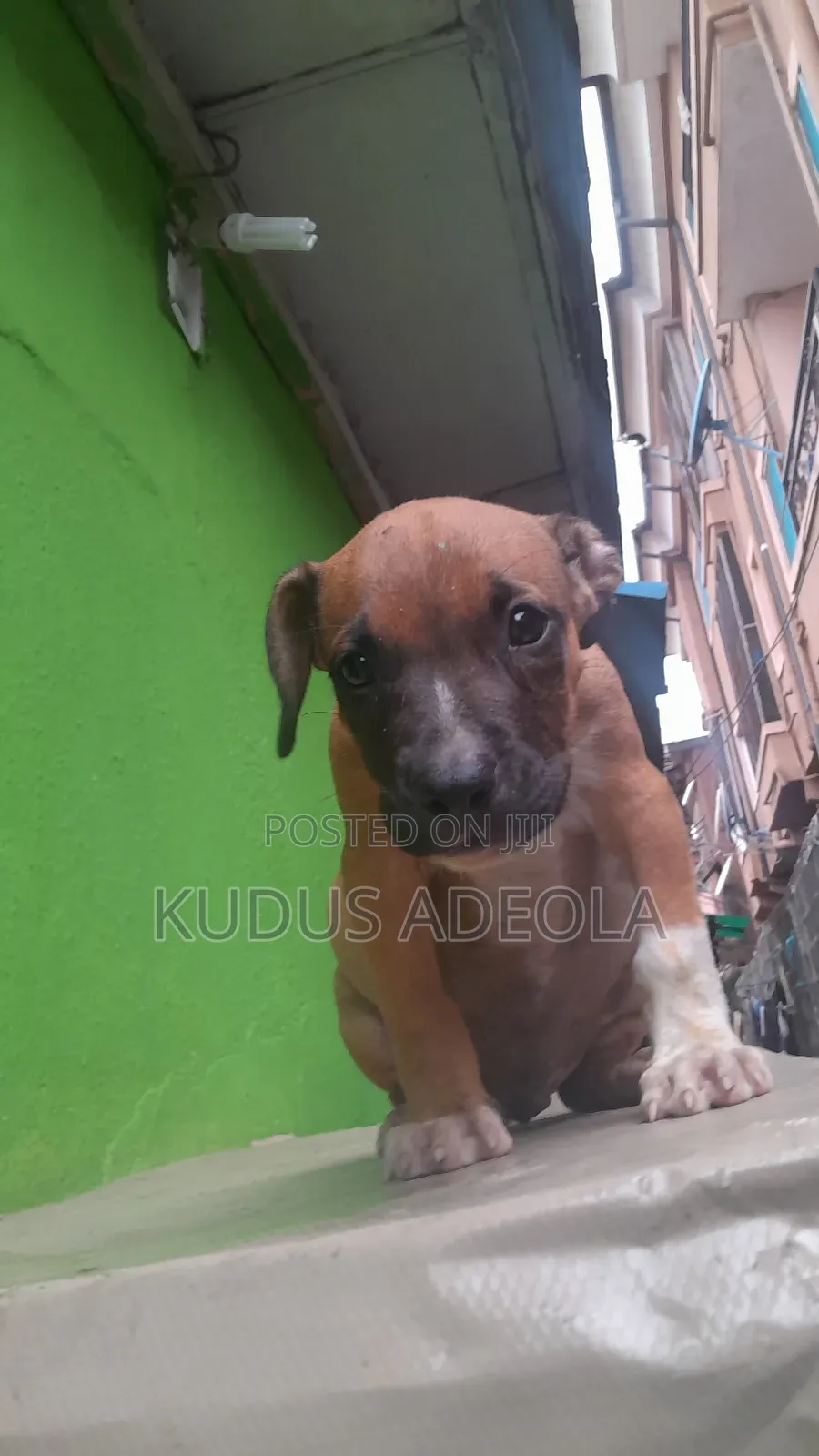 1-3 months Male Purebred Bull Terrier