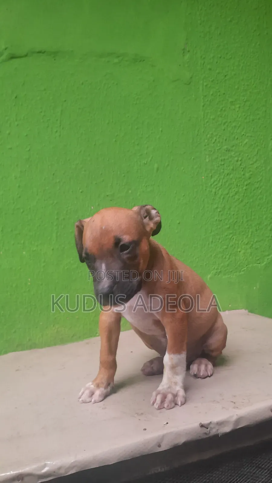 1-3 months Male Purebred Bull Terrier