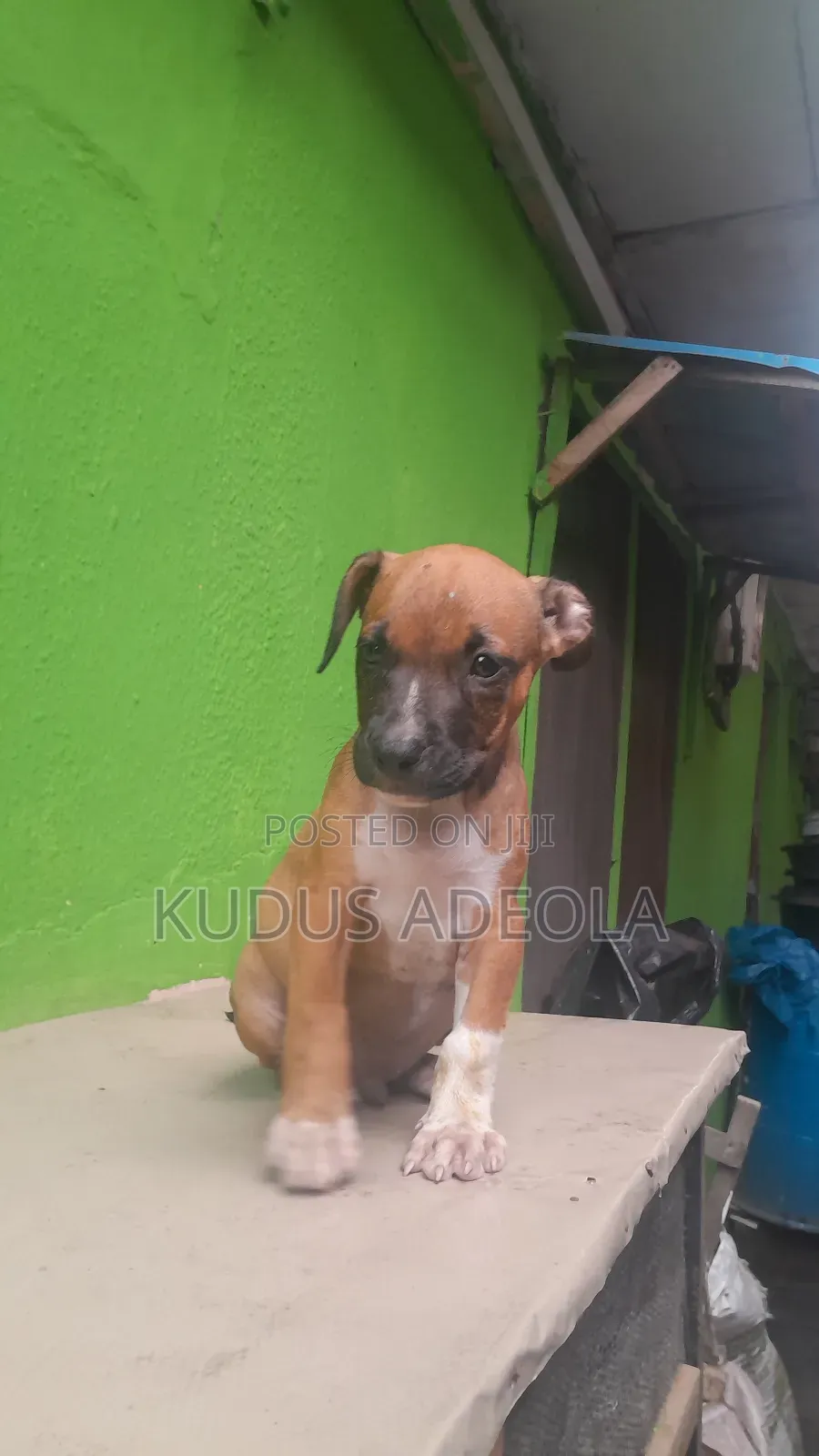1-3 months Male Purebred Bull Terrier