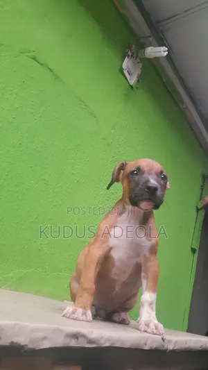 1-3 months Male Purebred Bull Terrier