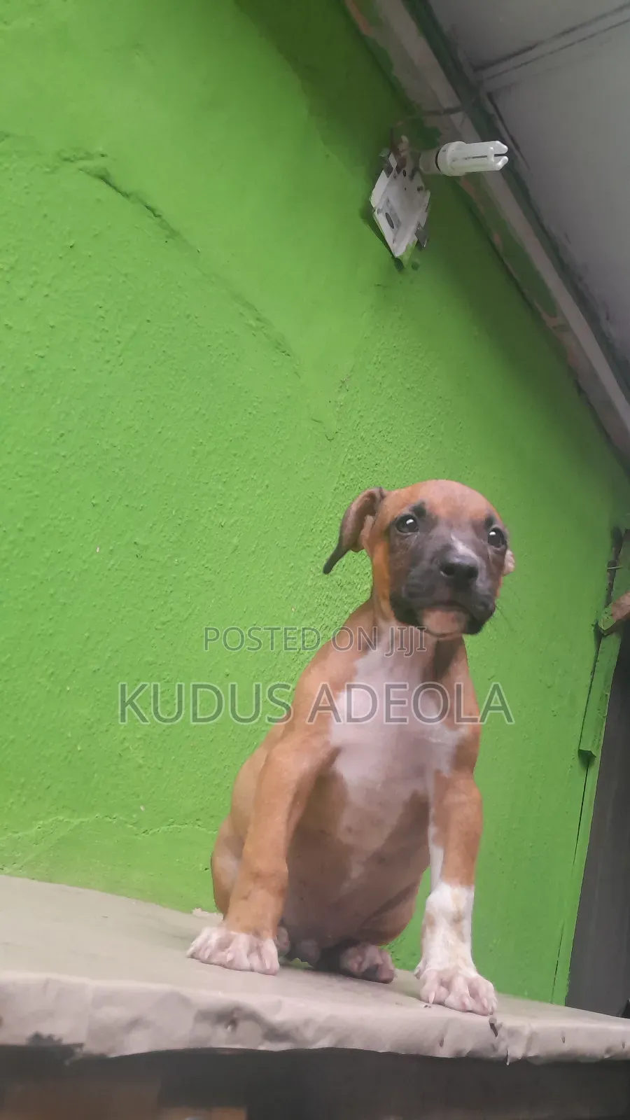 1-3 months Male Purebred Bull Terrier