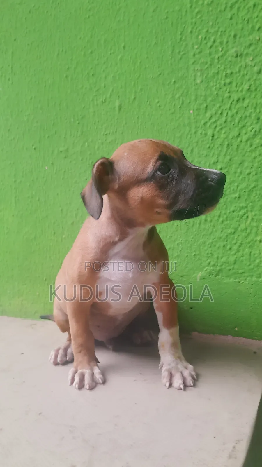 1-3 months Male Purebred Bull Terrier