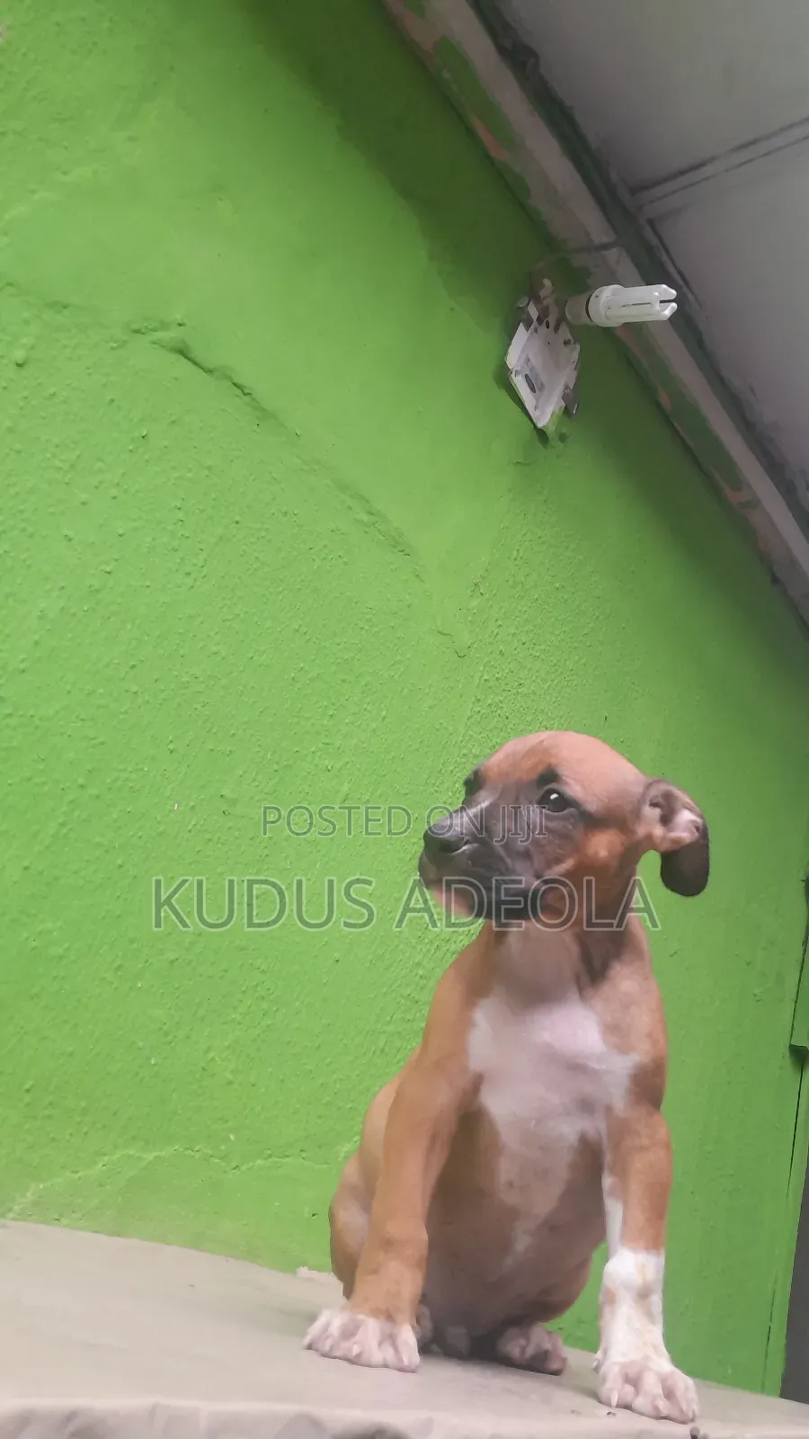 1-3 months Male Purebred Bull Terrier