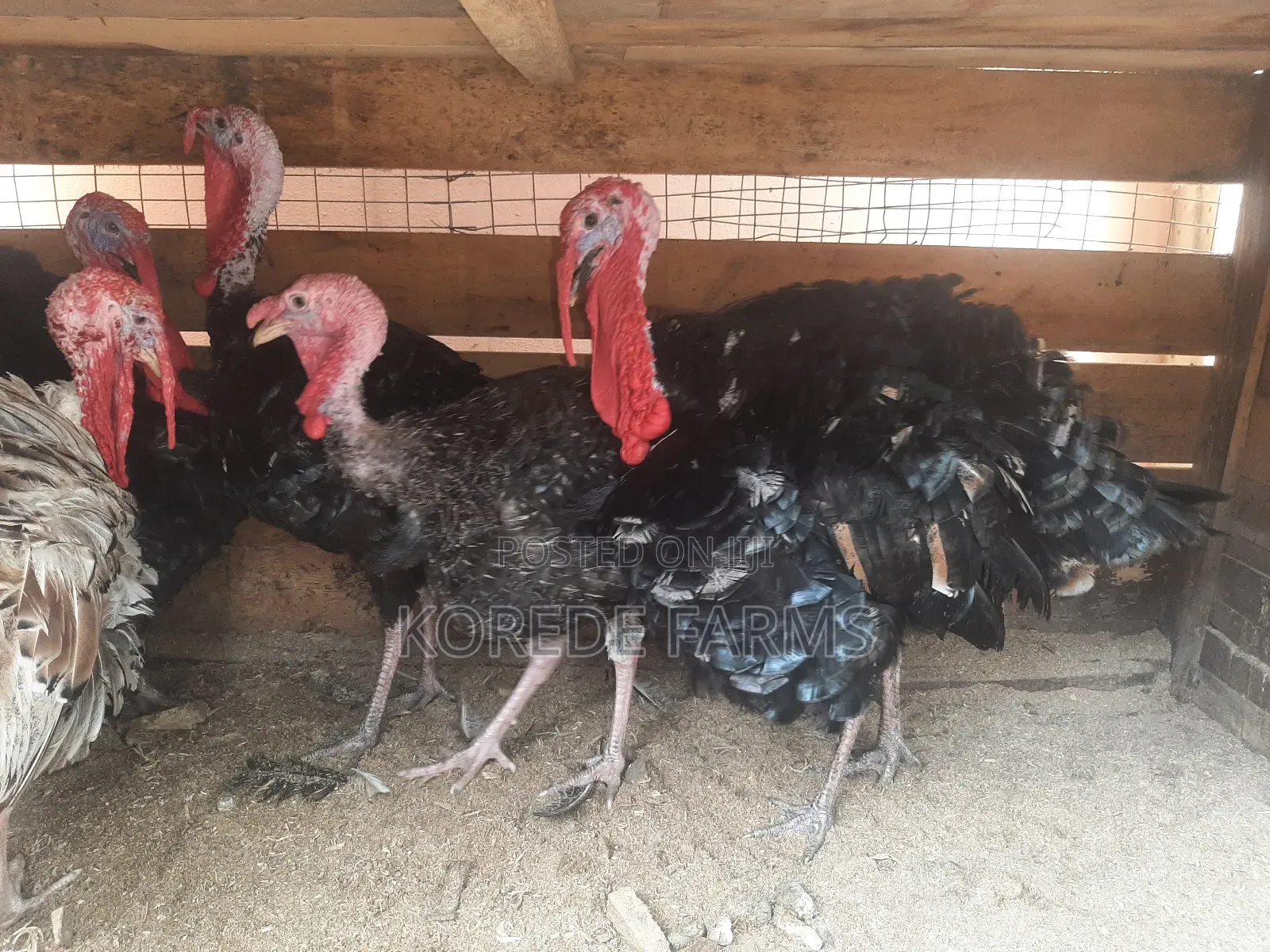 Giant Turkey