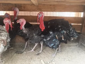 Giant Turkey