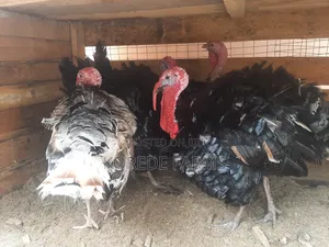 Giant Turkey