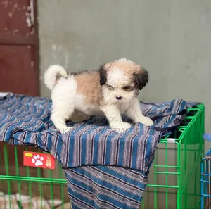 Photo - 1-3 months Male Purebred Lhasa Apso