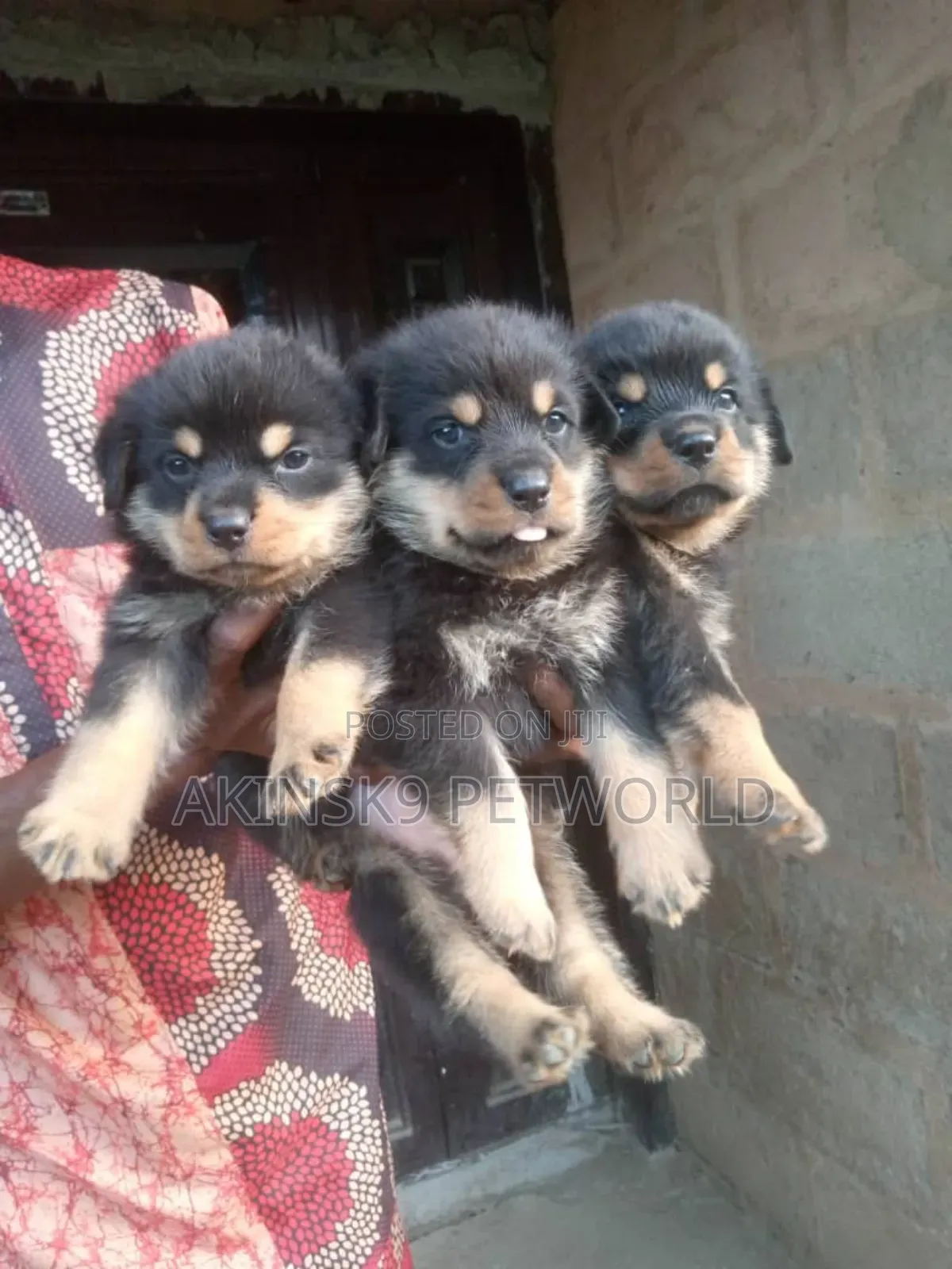 1-3 months Female Purebred Rottweiler