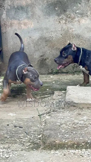 3-6 months Male Purebred American Bully