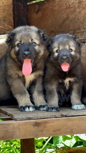 1-3 months Female Purebred Caucasian Shepherd