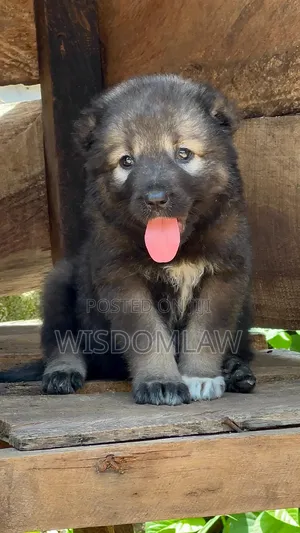 1-3 months Male Purebred Caucasian Shepherd