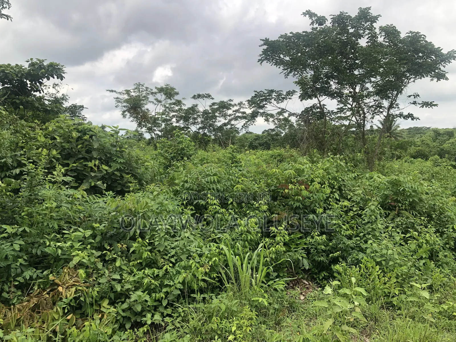 Good Land for Farming in Ogun State.Nigeria
