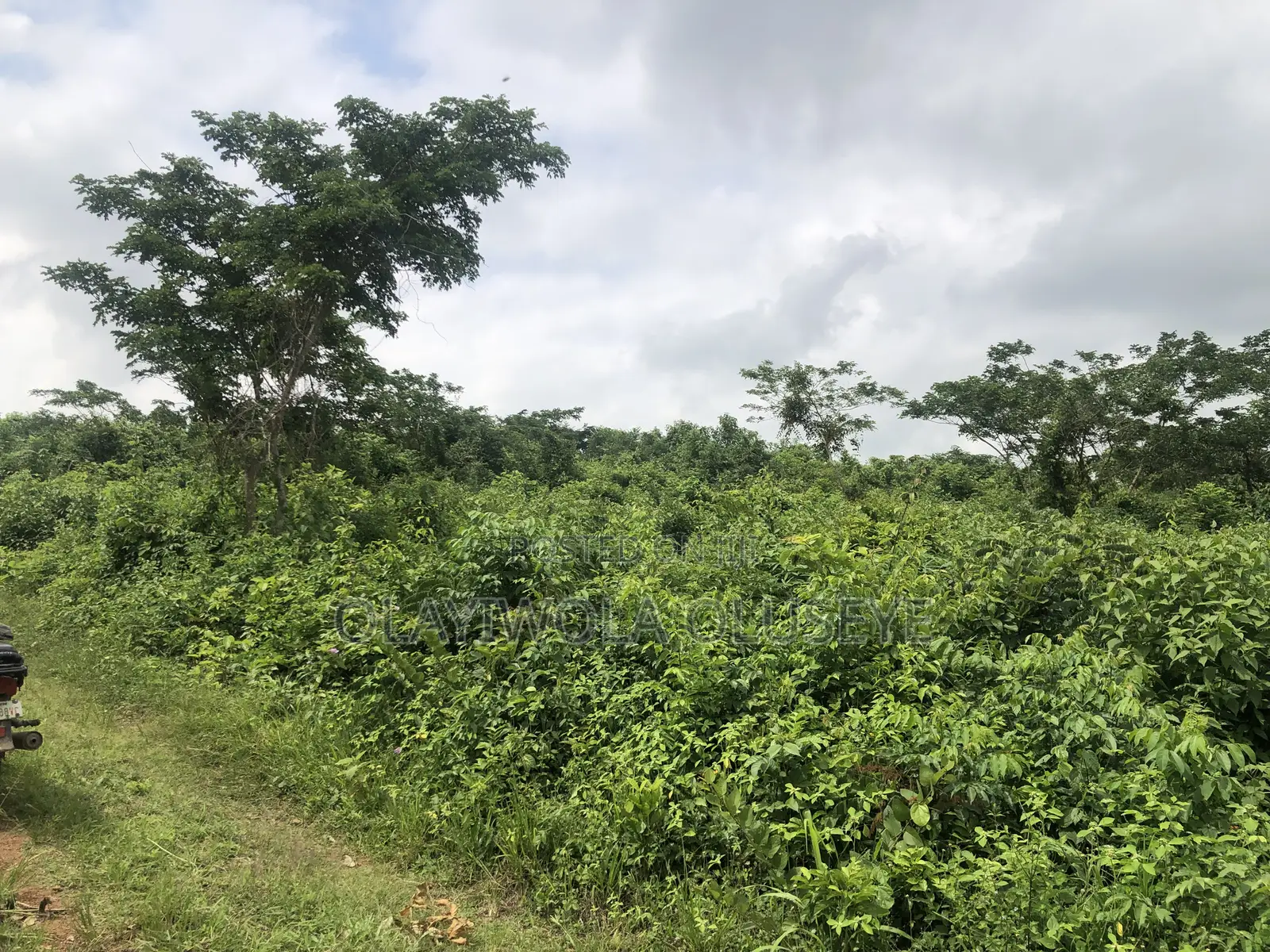 Good Land for Farming in Ogun State.Nigeria