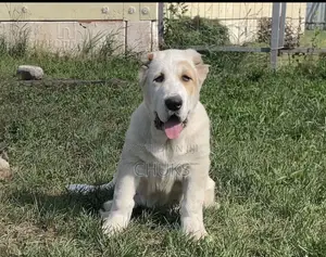1-3 months Female Purebred Alabai