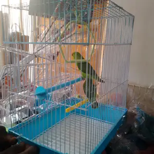 Beautiful Birds for Sale