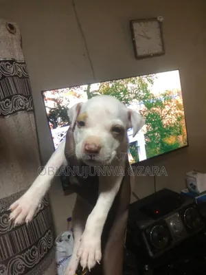 Photo - 0-1 month Male Purebred American Pit Bull Terrier