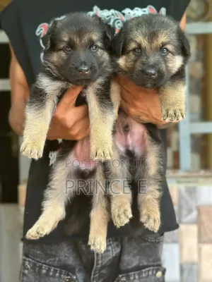 1-3 months Female Purebred German Shepherd