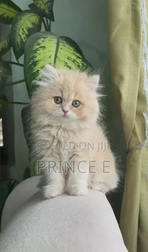 1-3 months Male Purebred Persian