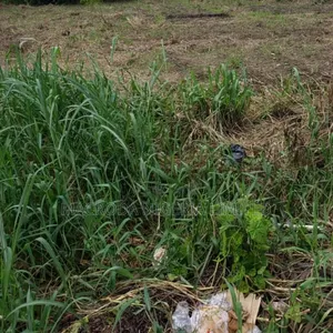 Lovely Land Selling at Banana Island