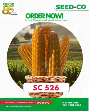 Seedco Maize Seed Sc526