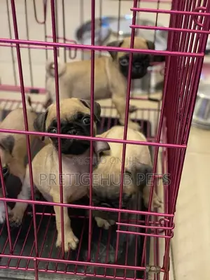 1-3 months Female Purebred Pug