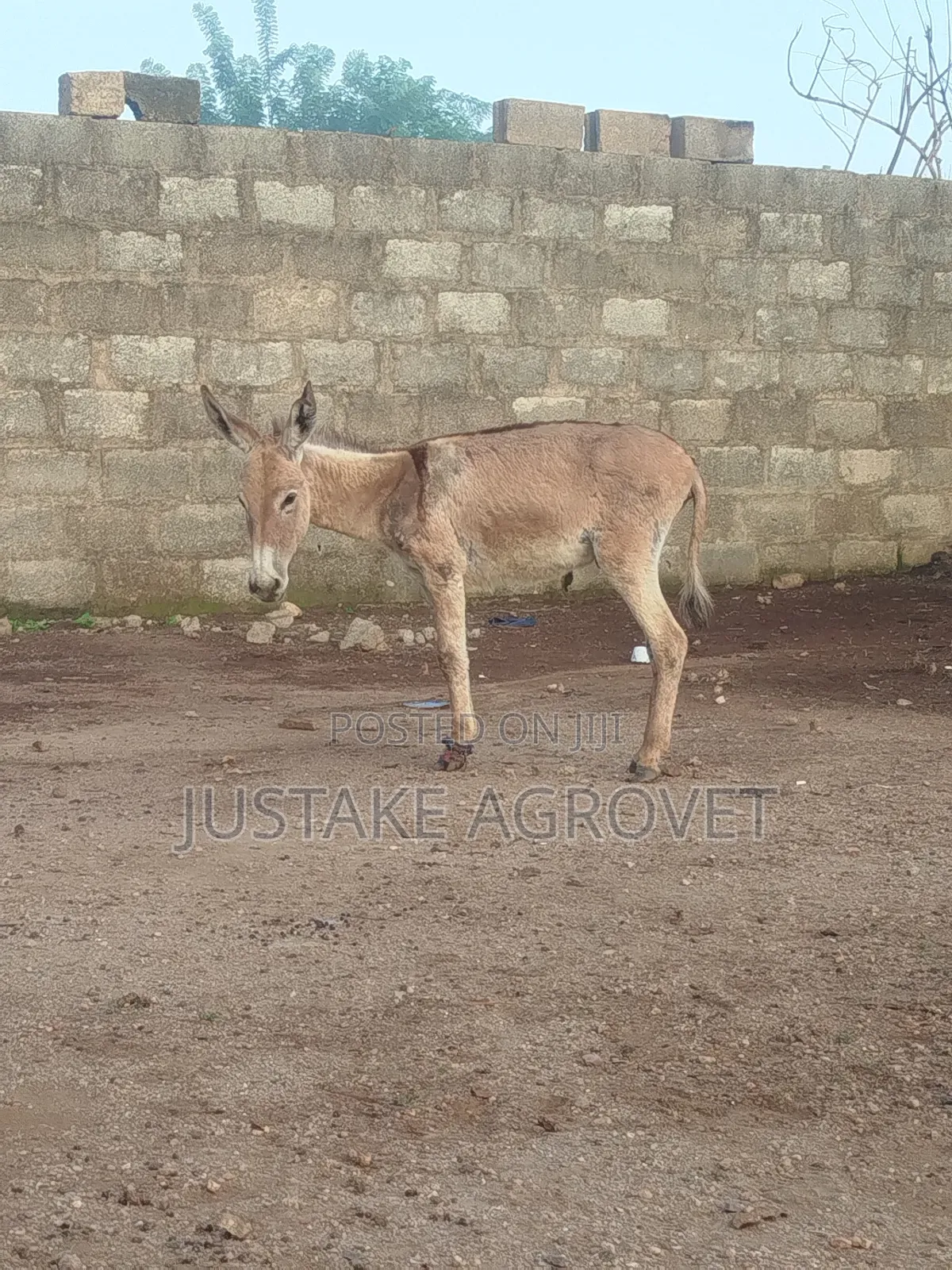 Healthy Donkey