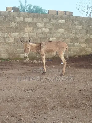Healthy Donkey