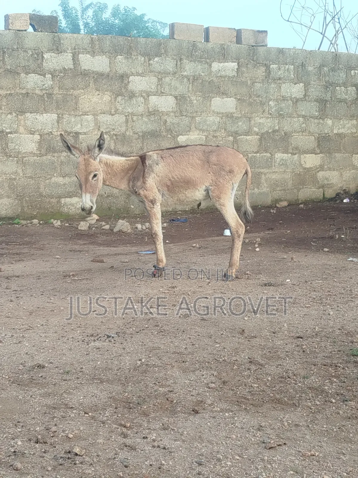 Healthy Donkey