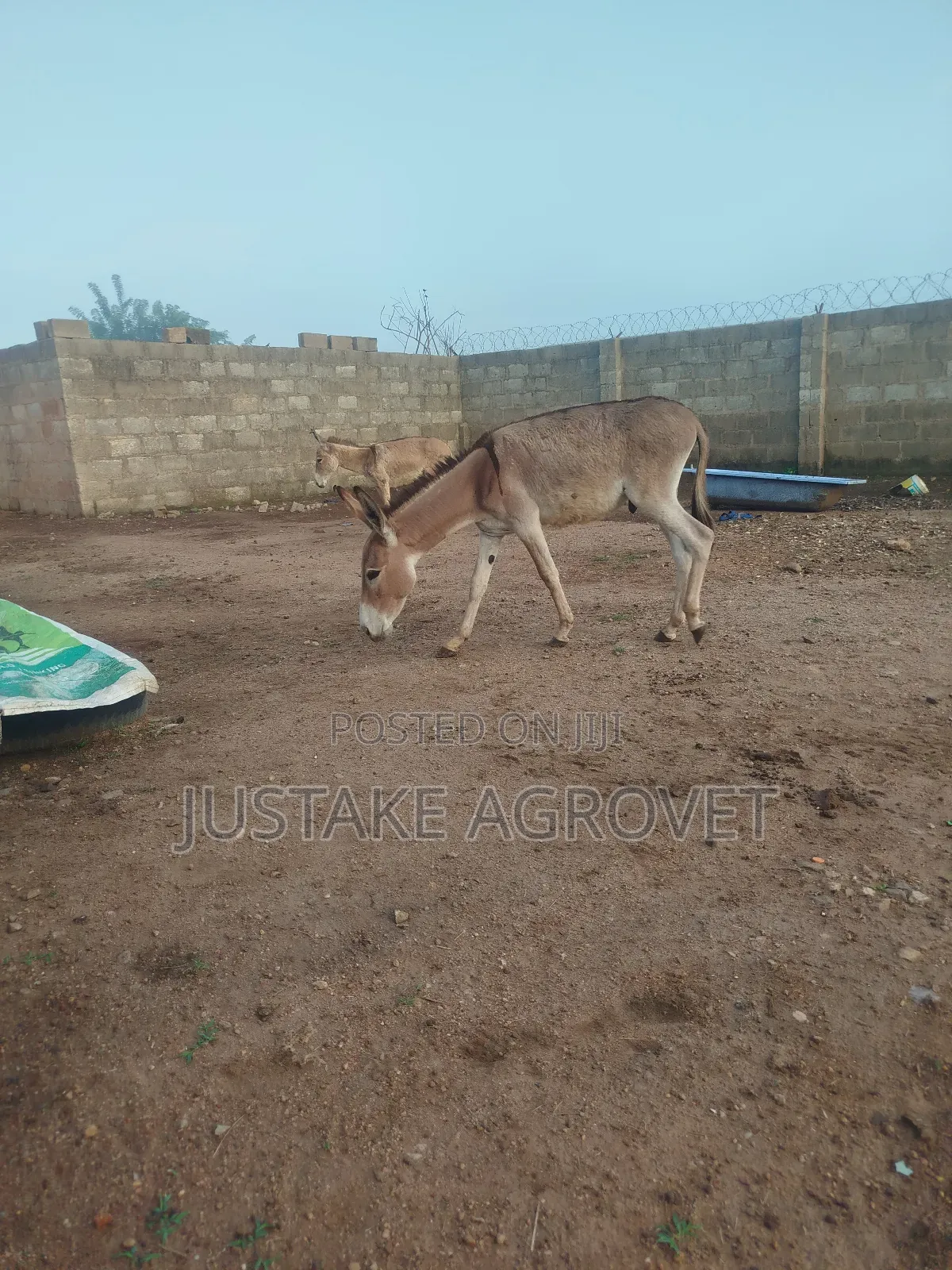 Healthy Donkey