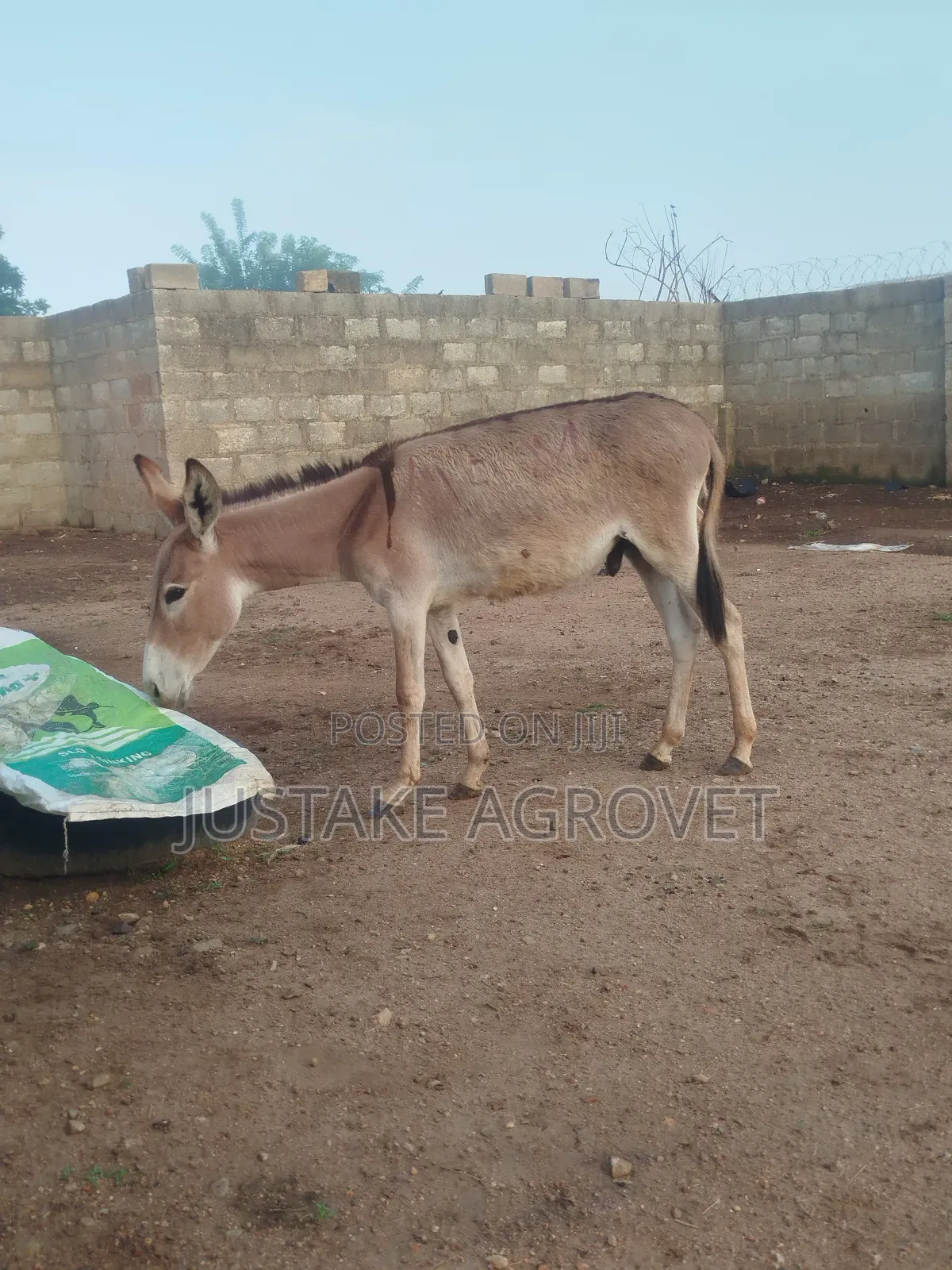 Healthy Donkey
