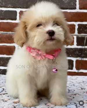 1-3 months Male Purebred Lhasa Apso