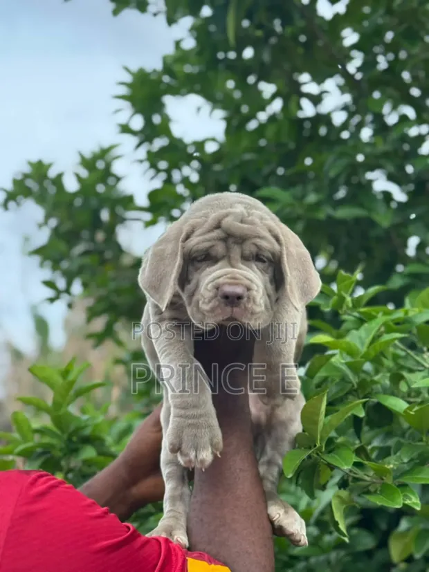 1-3 months Male Purebred Neapolitan Mastiff in Port-Harcourt