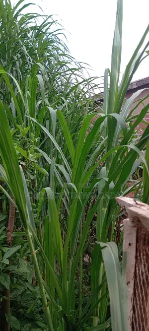 Super Naiper Grass Cutting