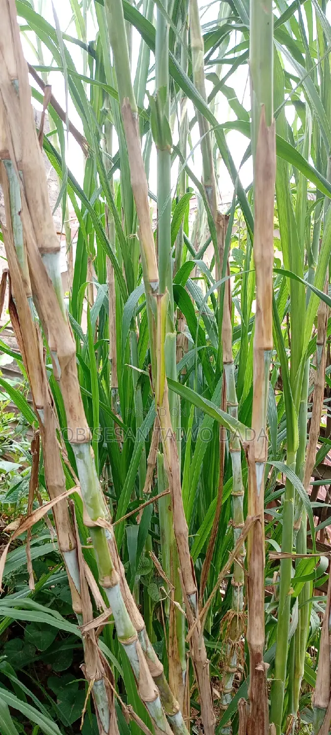 Super Naiper Grass Cutting