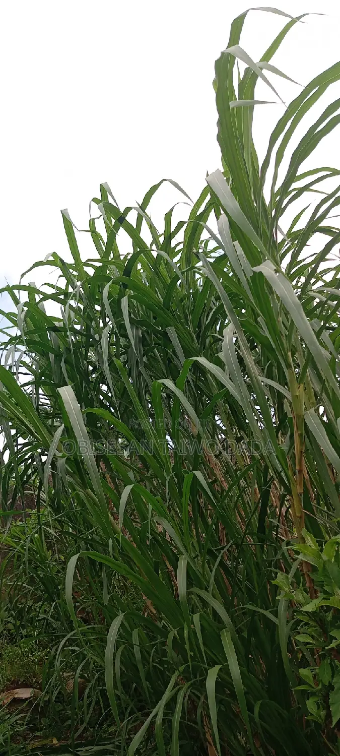 Super Naiper Grass Cutting