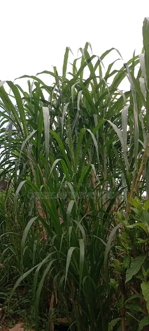 Super Naiper Grass Cutting
