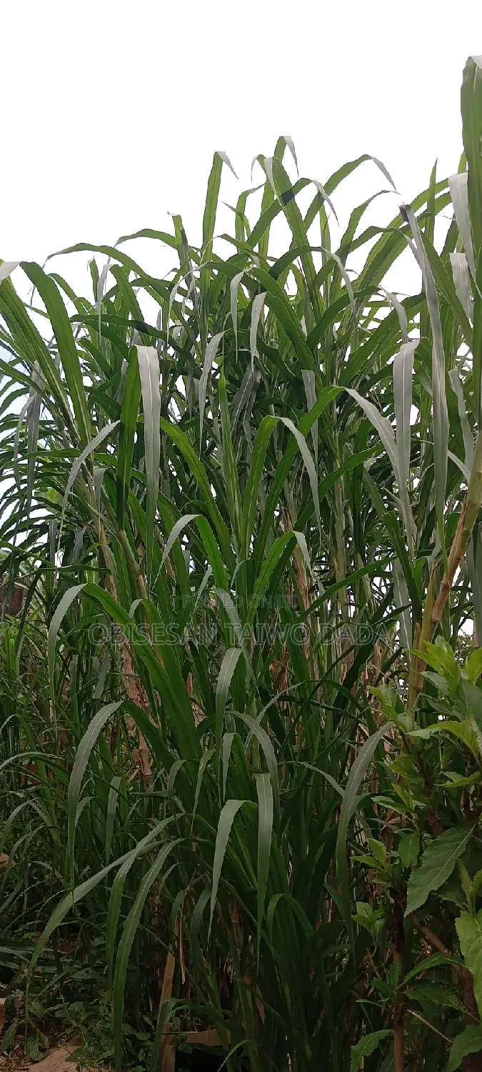 Super Naiper Grass Cutting