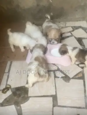 1-3 months Female Purebred Lhasa Apso