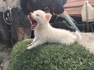 1-3 months Male Purebred American Eskimo