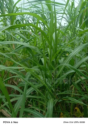A Full Plot of Land at Gemade Est Egbeda LGS