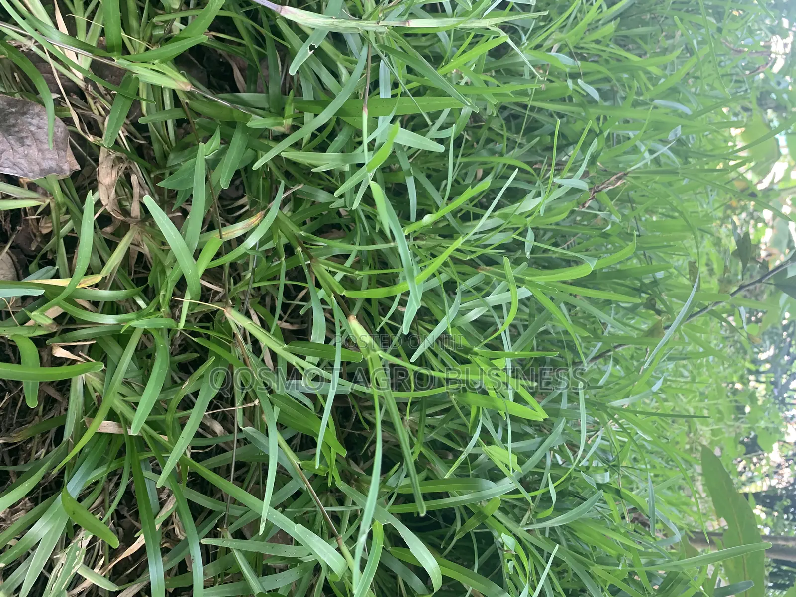 Bahama Grass