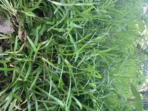 Bahama Grass