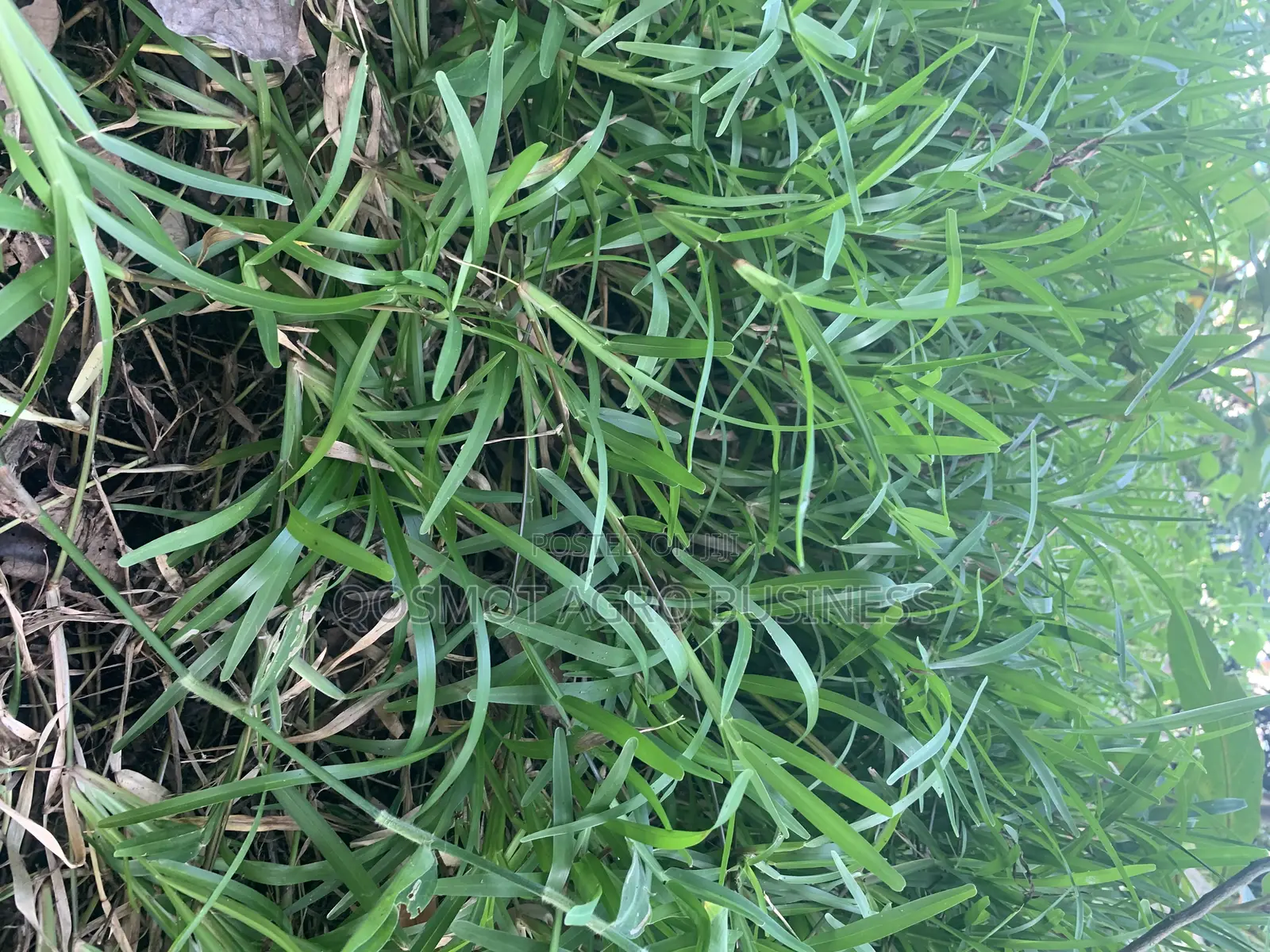 Bahama Grass