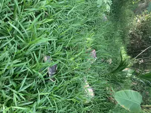 Bahama Grass
